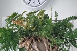 Cây cảnh “trăm chân” lông lá đến sởn gai ốc