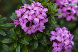 Loài hoa cảnh mới về Việt Nam, đẹp nhưng độc nhất thế giới