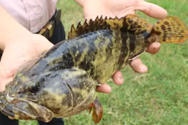 Cá ngon, chắc thịt, đẹp như vẽ, dân bắt lên bán 280.000 đồng/kg