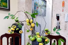 Những loại cành quả lạ đang hút khách cắm chơi