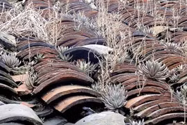 Cỏ dại “hiếm gặp” nhưng lại mọc trên “mái nhà” mang tên “hoa ngói” 