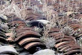 Cỏ dại “hiếm gặp” nhưng lại mọc trên “mái nhà” mang tên “hoa ngói” 