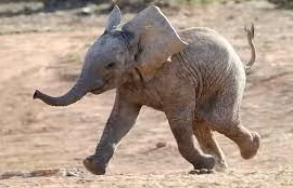 Giải cứu voi con mắc kẹt bằng máy xúc