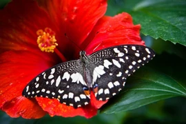 Tốt bụng suốt đời: 3 con giáp được ban phước khi về già