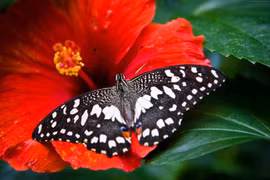 Tốt bụng suốt đời: 3 con giáp được ban phước khi về già