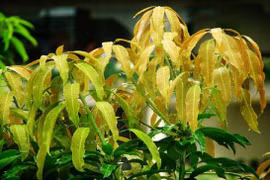 Cây dại bỗng thành đặc sản, gần trăm ngàn/ký