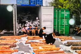 Hải Phòng: Tạm giữ để kiểm tra hàng chục tấn gỗ trắc 