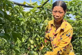  Loại cây trồng một lần, thu hoạch nhiều năm, lãi gấp 3 ngô sắn