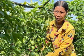  Loại cây trồng một lần, thu hoạch nhiều năm, lãi gấp 3 ngô sắn