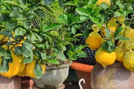 Giá tiền triệu, bưởi diễn chi chít quả đã đến Khánh Hòa 