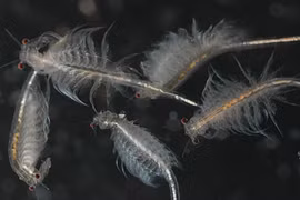 Loài động vật sống dai nhất thế giới: Ra khỏi vũ trụ cũng không chết