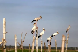  Sông Đầm - ‘lá phổi xanh’ của TP Tam Kỳ