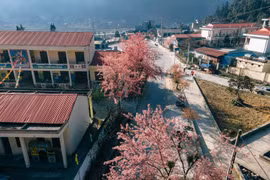 Mùa hoa anh đào nở rực rỡ tại Hà Giang