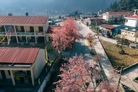 Mùa hoa anh đào nở rực rỡ tại Hà Giang