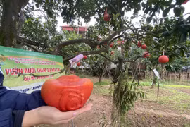 Bưởi đỏ “tiến vua” quý hiếm đúc chữ tài - lộc đắt khách dịp Tết