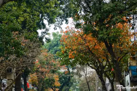 Mùa cây thay lá, Hà Nội đẹp ngỡ ngàng