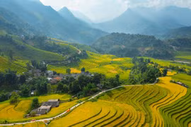 Ruộng bậc thang chín sớm làm say lòng lữ khách đến Sa Pa