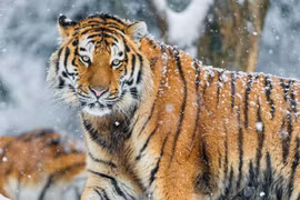 Khoảnh khắc gay cấn khi người đàn ông chạm trán hổ dữ trong rừng