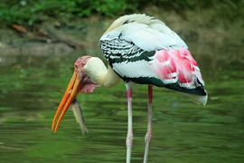 Khám phá chim Giang Sen quý hiếm tại Việt Nam