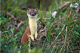 New Zealand chi 7,5 tỷ để bắt một con chồn