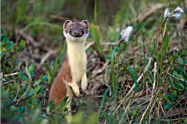 New Zealand chi 7,5 tỷ để bắt một con chồn