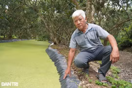 Vườn nhãn nhiễm mặn, lão nông xử lý thu tiền gấp 10