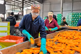 Xuất khẩu cà rốt, nông dân xã Đức Chính thu tiền tỷ