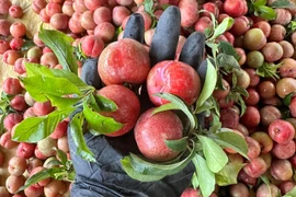 Trồng mận rải vụ, bất ngờ lợi nhuận gấp 50 lần