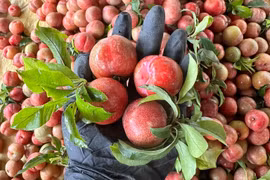 Trồng mận rải vụ, bất ngờ lợi nhuận gấp 50 lần