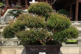 Cây nào mang lộc về nhà, cây nào chặt rước họa?