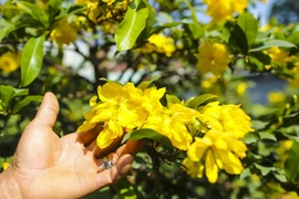 Mai vàng bung nụ sớm, nhiều nhà vườn ở TPHCM lo mất Tết