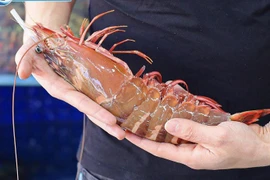 Bất ngờ tôm sú “khổng lồ” từ biển về đất liền có giá 10 triệu đồng/con