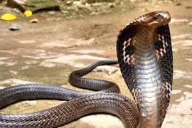 Clip: Rợn người khoảnh khắc rắn hổ mang tấn công trăn