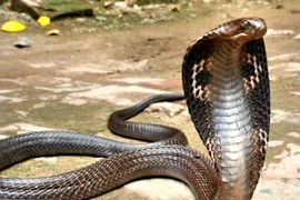 Clip: Rợn người khoảnh khắc rắn hổ mang tấn công trăn