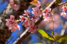 Du khách xếp hàng dài checkin mai anh đào Đà Lạt