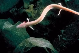 Sinh vật lười biếng, không ăn uống vẫn sống thọ hơn 100 tuổi