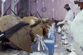 Loài vật chứa “chất lỏng” đắt bậc nhất thế giới, Việt Nam không hiếm