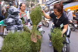 Mùi già xuống phố sớm gọi Tết về