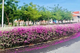 Check-in “thanh cảnh” tại vườn hoa tuyết sơn phi hồng TP. HCM