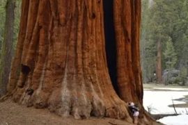 2 loài thực vật 'siêu thọ', lên đến hàng nghìn năm tuổi