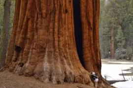 2 loài thực vật 'siêu thọ', lên đến hàng nghìn năm tuổi