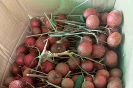 'Lộc trời cho' giá từng cao chót vót, nhãn tím nay thành hàng bình dân