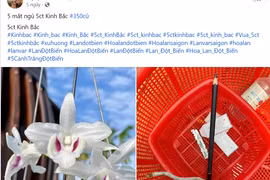 Lan đột biến sốt giá trở lại, chiêu trò để “lùa gà”?