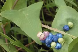 Cây lạ mọc “chùm nho 3 màu”, hái ngay đem bán kiếm “bộn tiền”