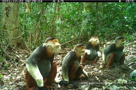 Đặt bẫy ảnh, lộ diện hàng loạt động bí ẩn trong rừng sâu Việt Nam