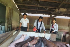 Vay vốn kinh doanh, nông dân Quảng Nam vươn lên làm giàu 