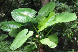 5 loại cây nguy hiểm phải loại bỏ ngay nếu có trong nhà