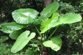 5 loại cây nguy hiểm phải loại bỏ ngay nếu có trong nhà