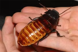 Những sự thật thú vị về loài gián