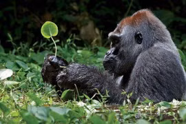 Khỉ đột cao 2m nhưng “cậu nhỏ” chỉ gần 3cm, lý do vì sao?